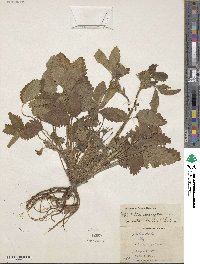 Potentilla norvegica image