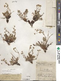 Potentilla ovina image