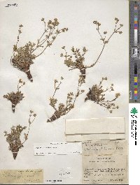 Potentilla ovina image