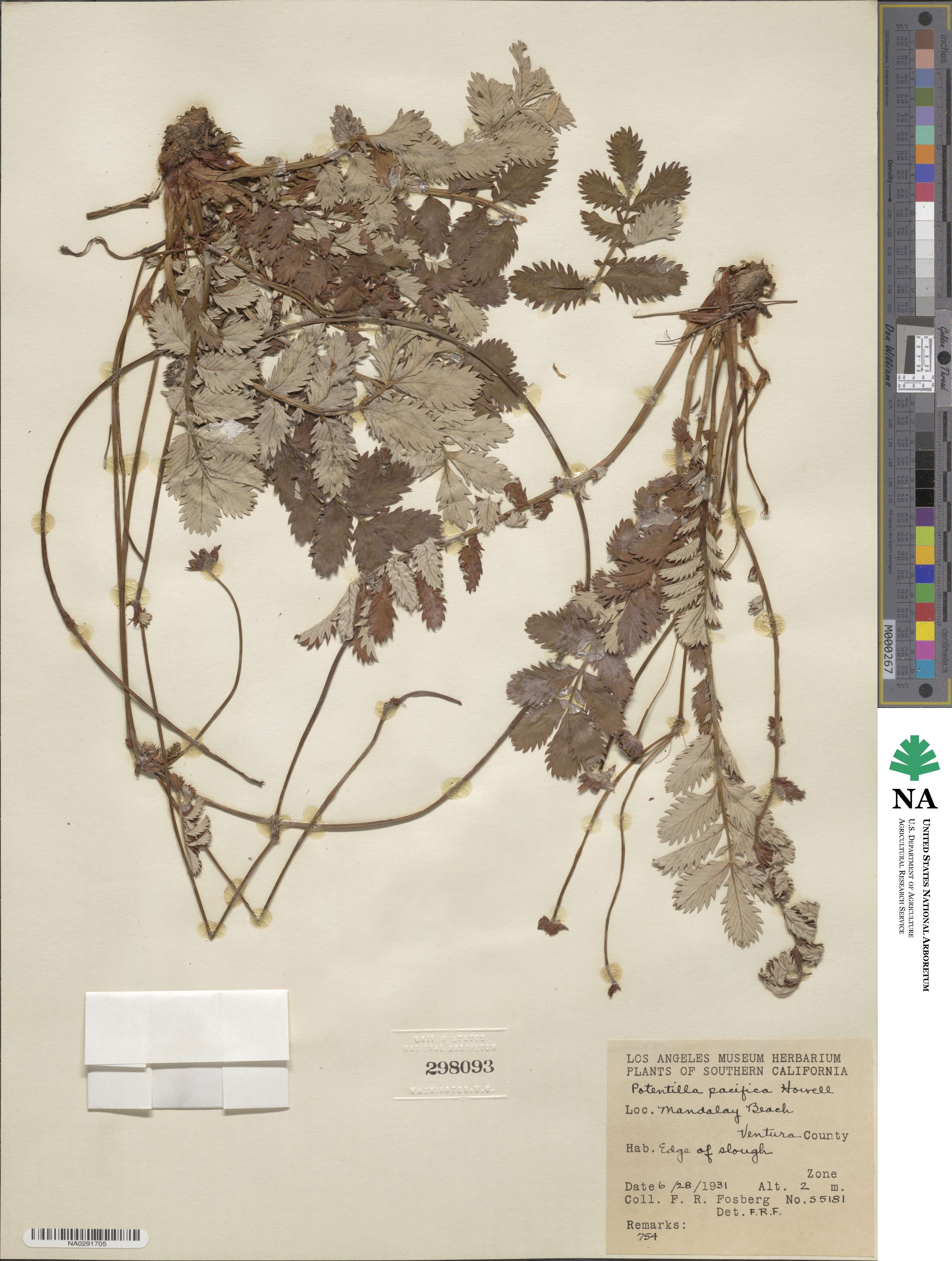 Argentina anserina subsp. egedei image