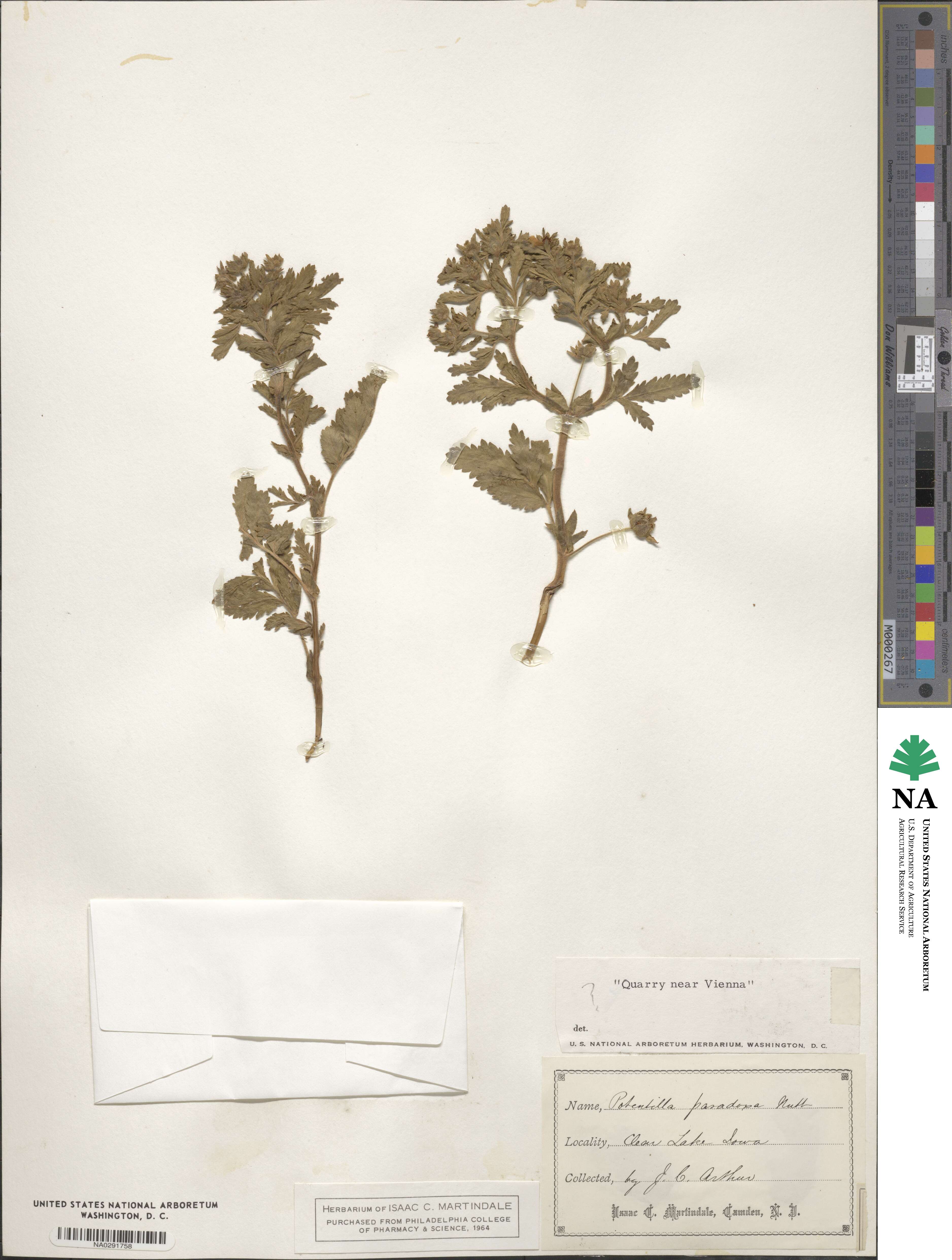 Potentilla supina subsp. paradoxa image