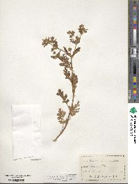 Potentilla supina subsp. paradoxa image