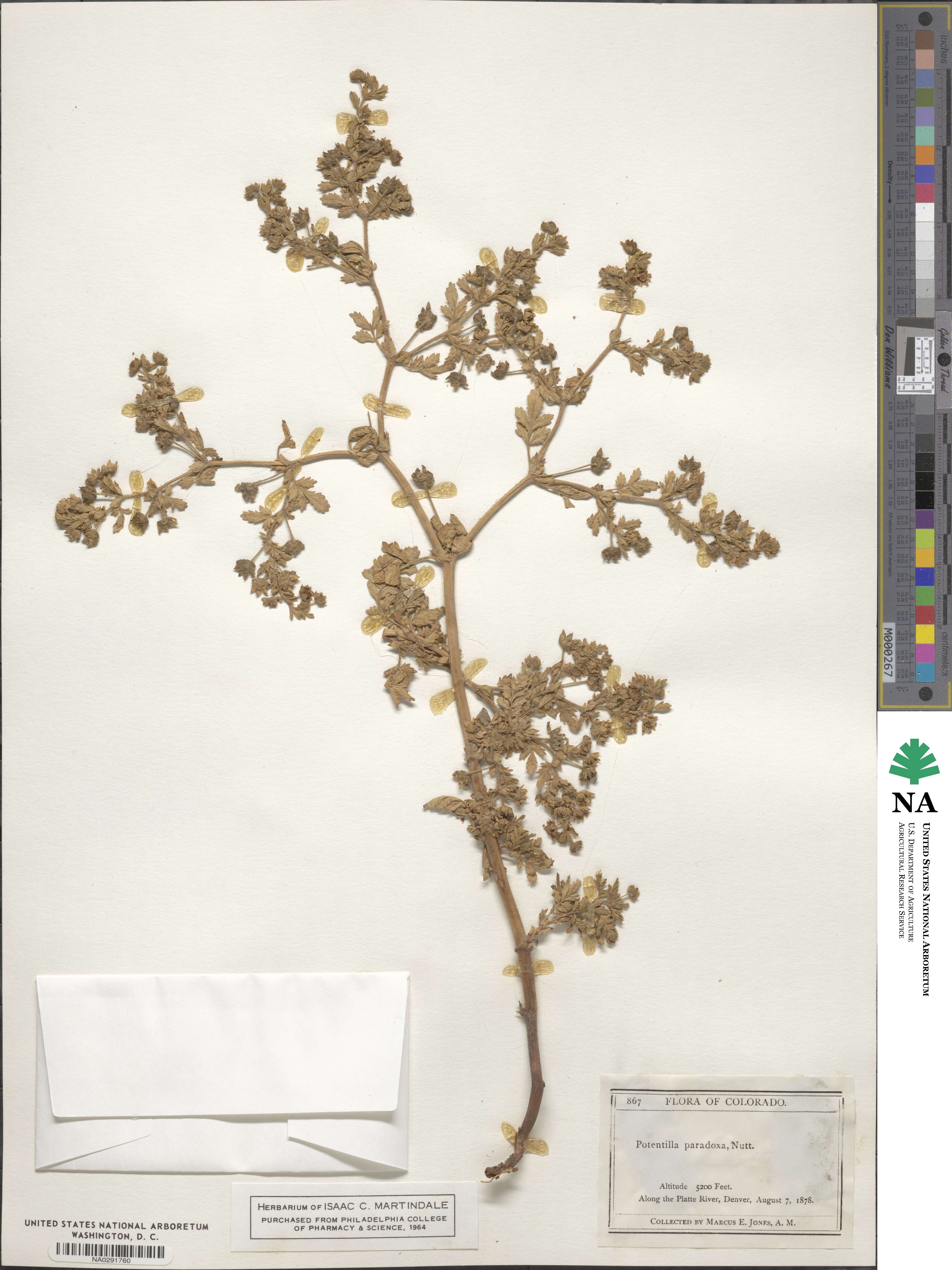 Potentilla supina subsp. paradoxa image