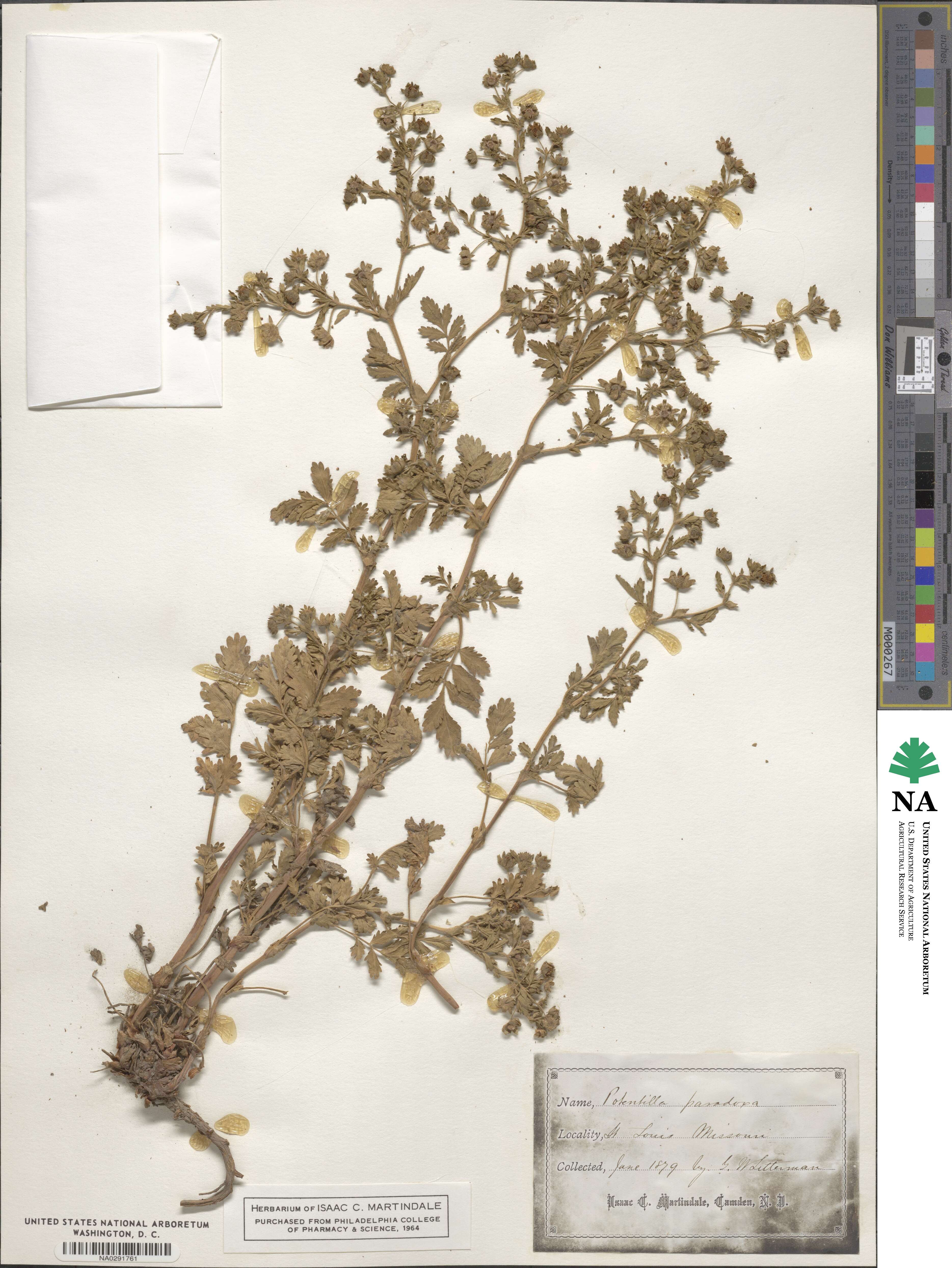 Potentilla supina image