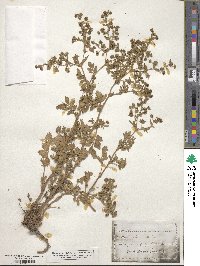 Potentilla supina subsp. paradoxa image