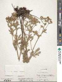 Potentilla pectinisecta image