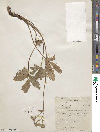 Potentilla pectinisecta image