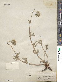 Potentilla pectinisecta image