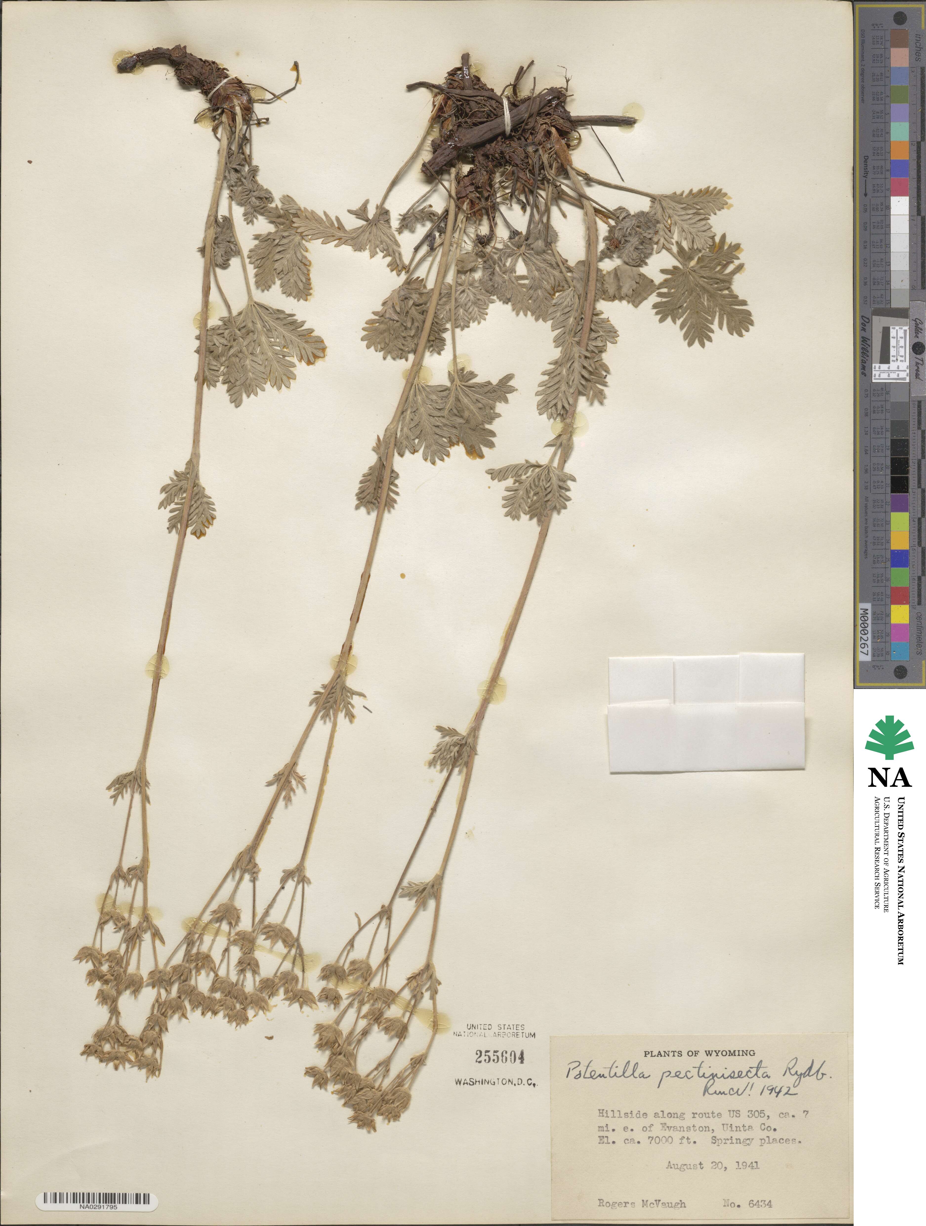 Potentilla pectinisecta image