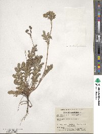 Potentilla pensylvanica image