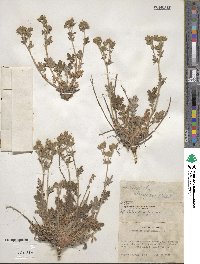 Potentilla pensylvanica image