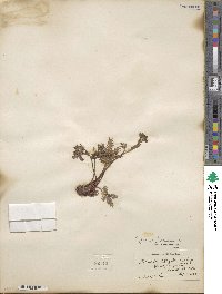 Potentilla pensylvanica image