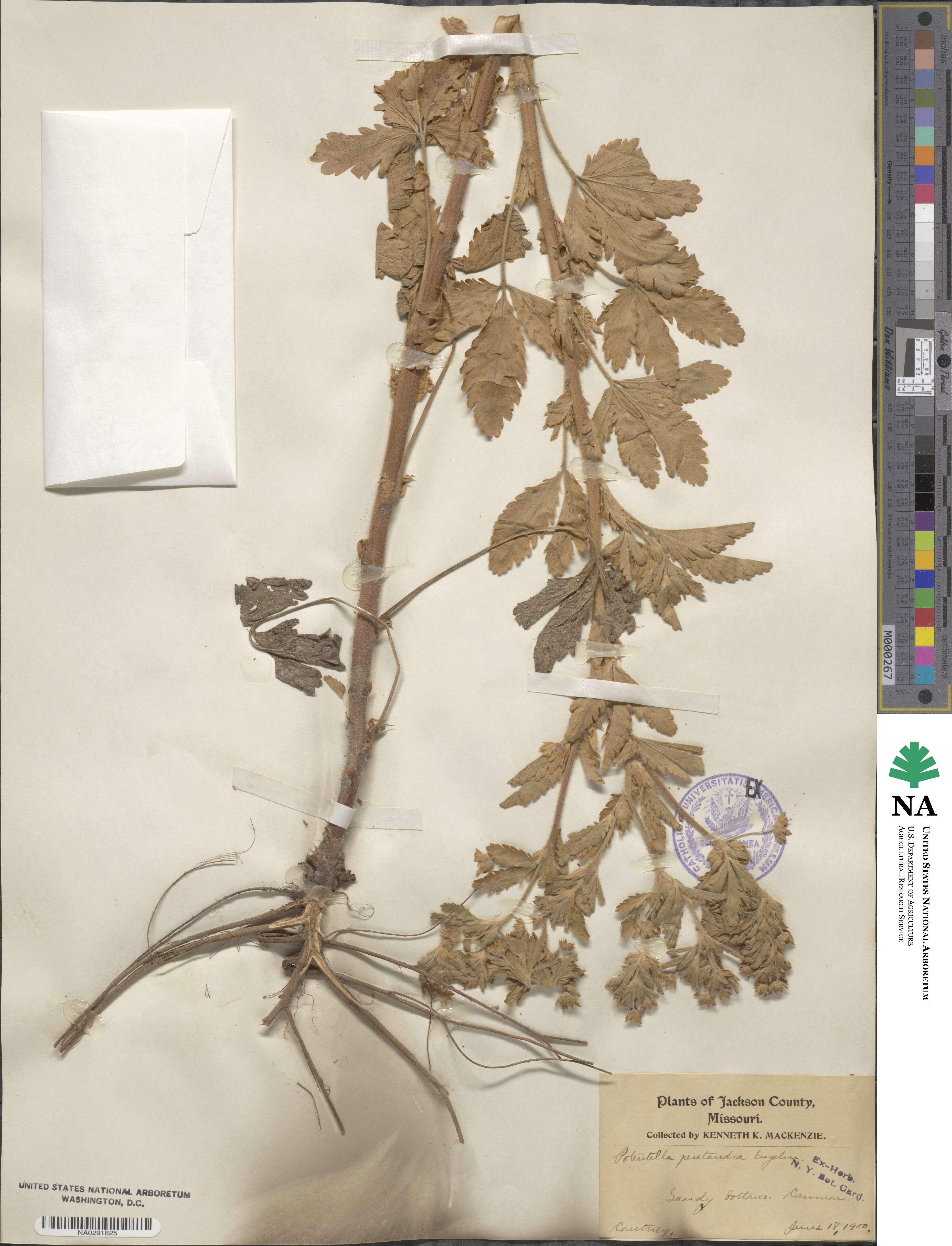 Potentilla rivalis image