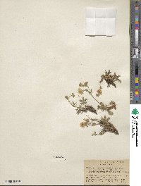 Potentilla diversifolia image