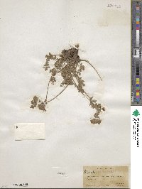 Potentilla diversifolia var. perdissecta image