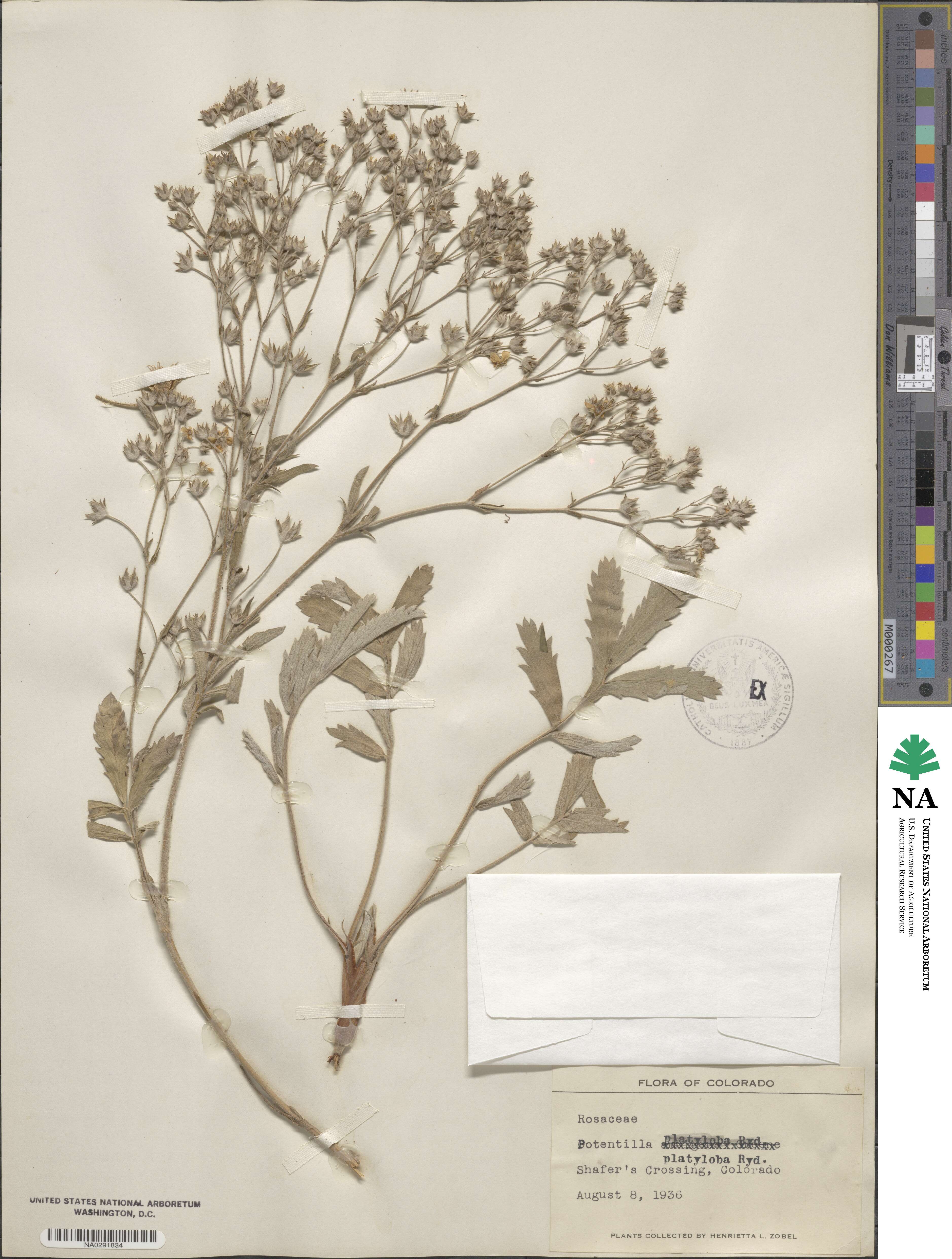 Potentilla pensylvanica image