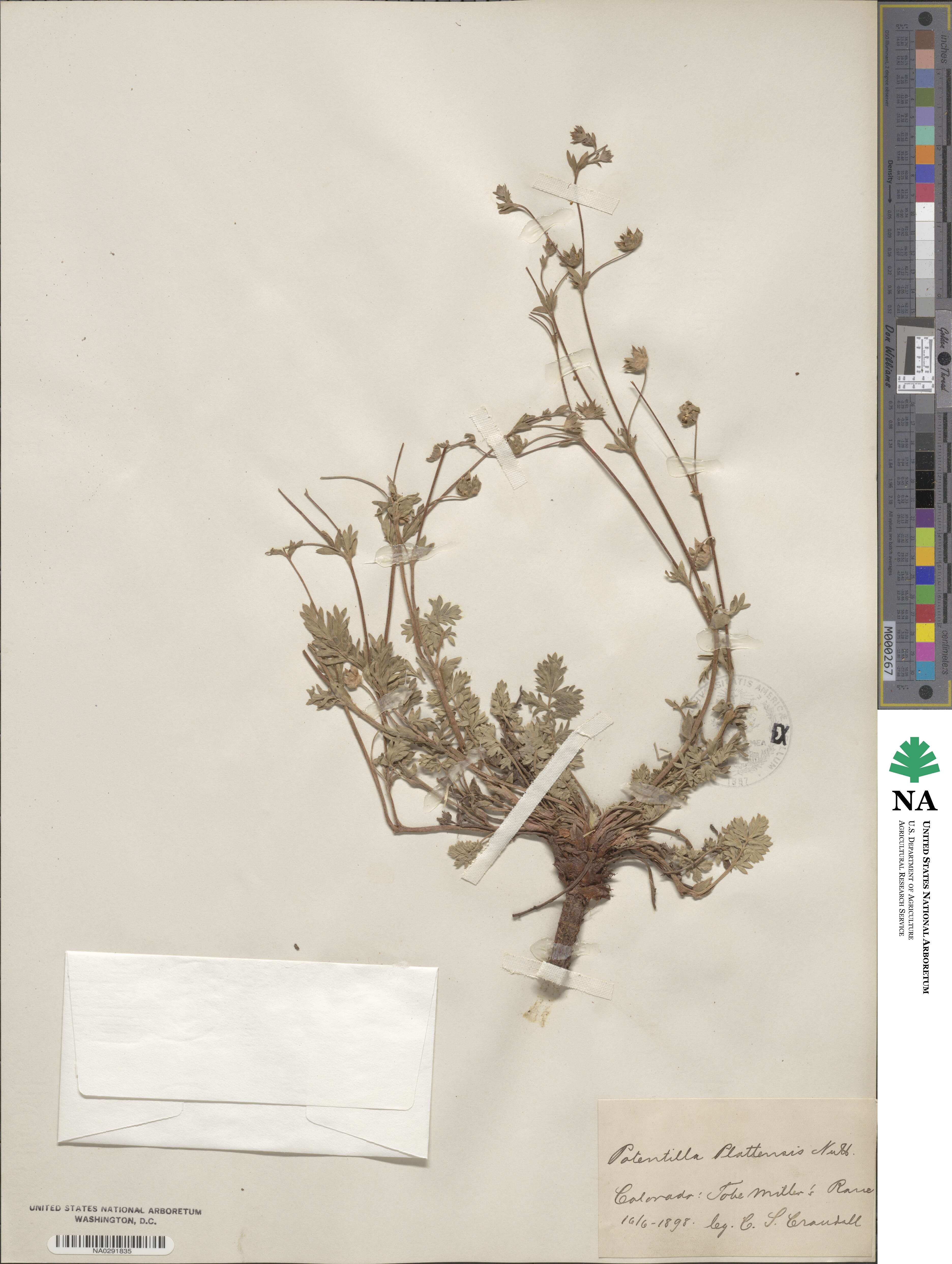 Potentilla plattensis image