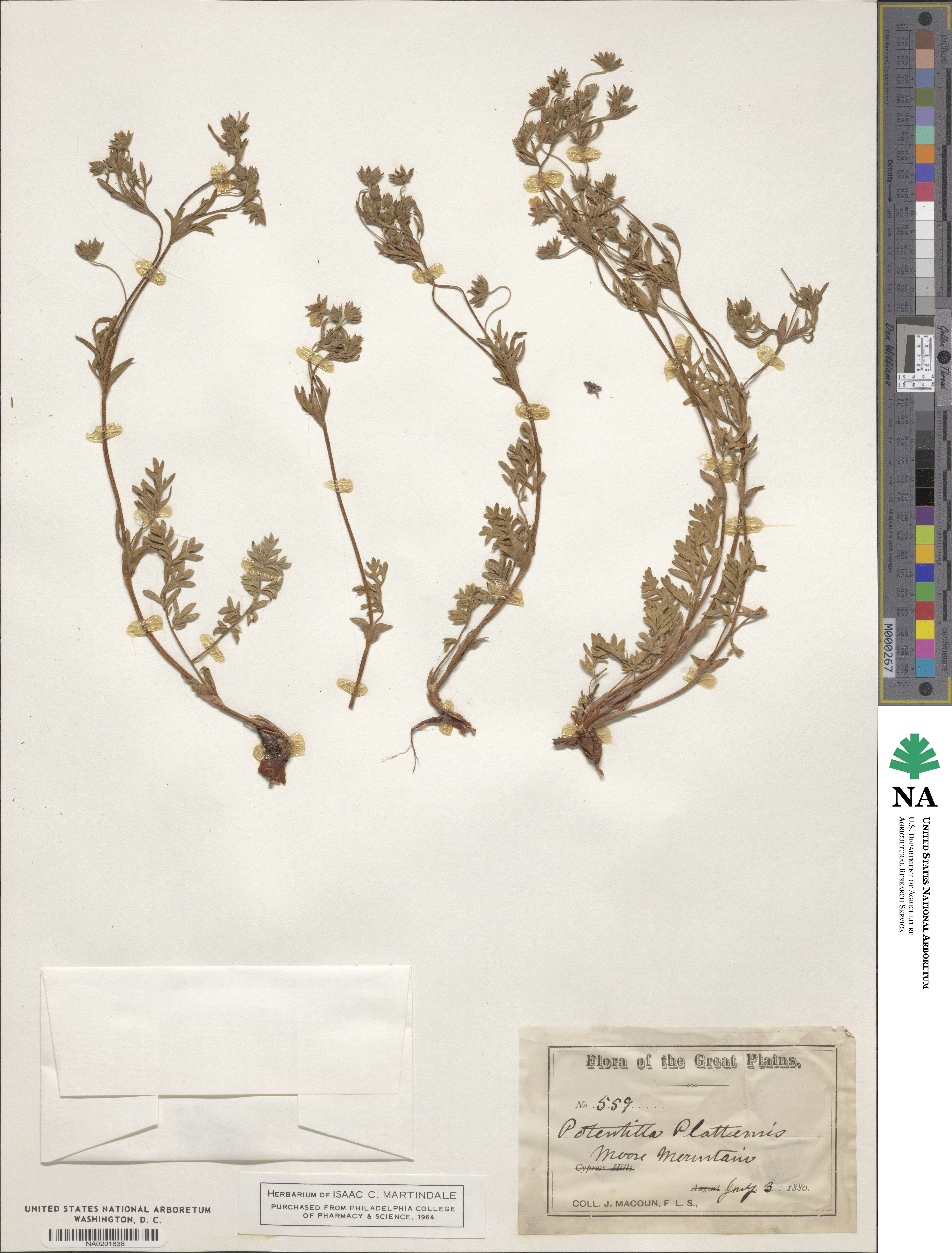 Potentilla plattensis image