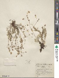 Potentilla plattensis image