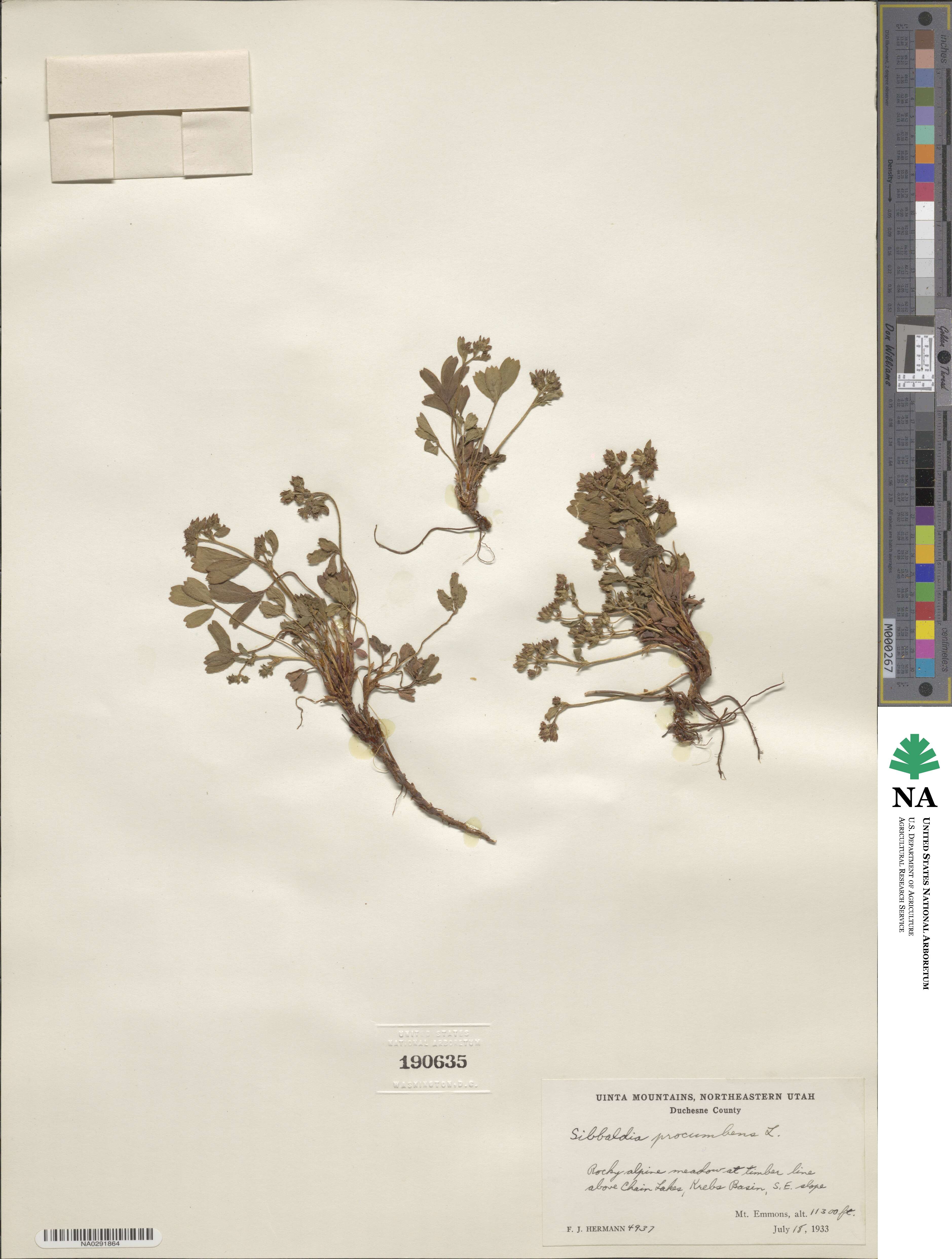 Potentilla procumbens image