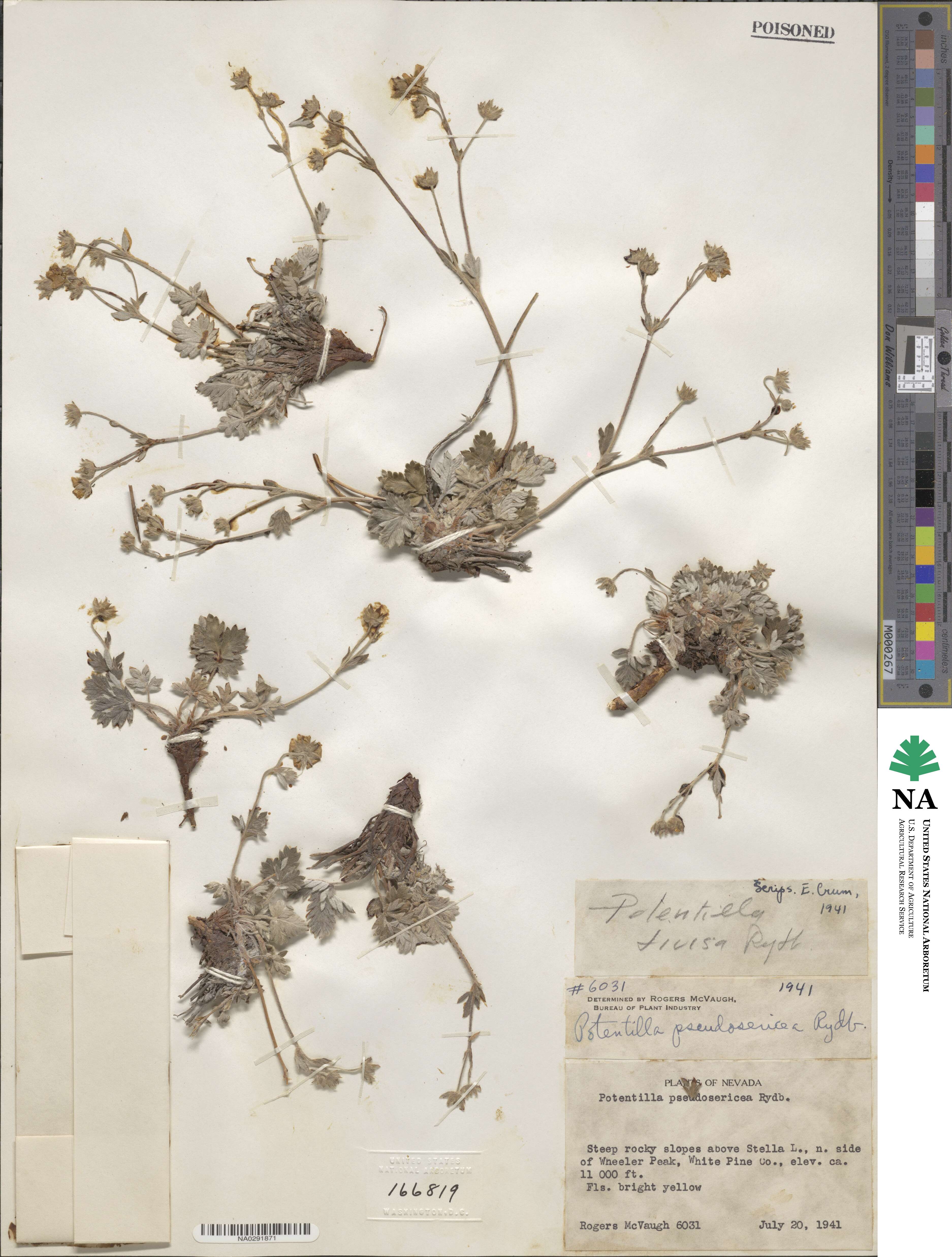 Potentilla pseudosericea image
