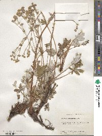 Potentilla pulcherrima image