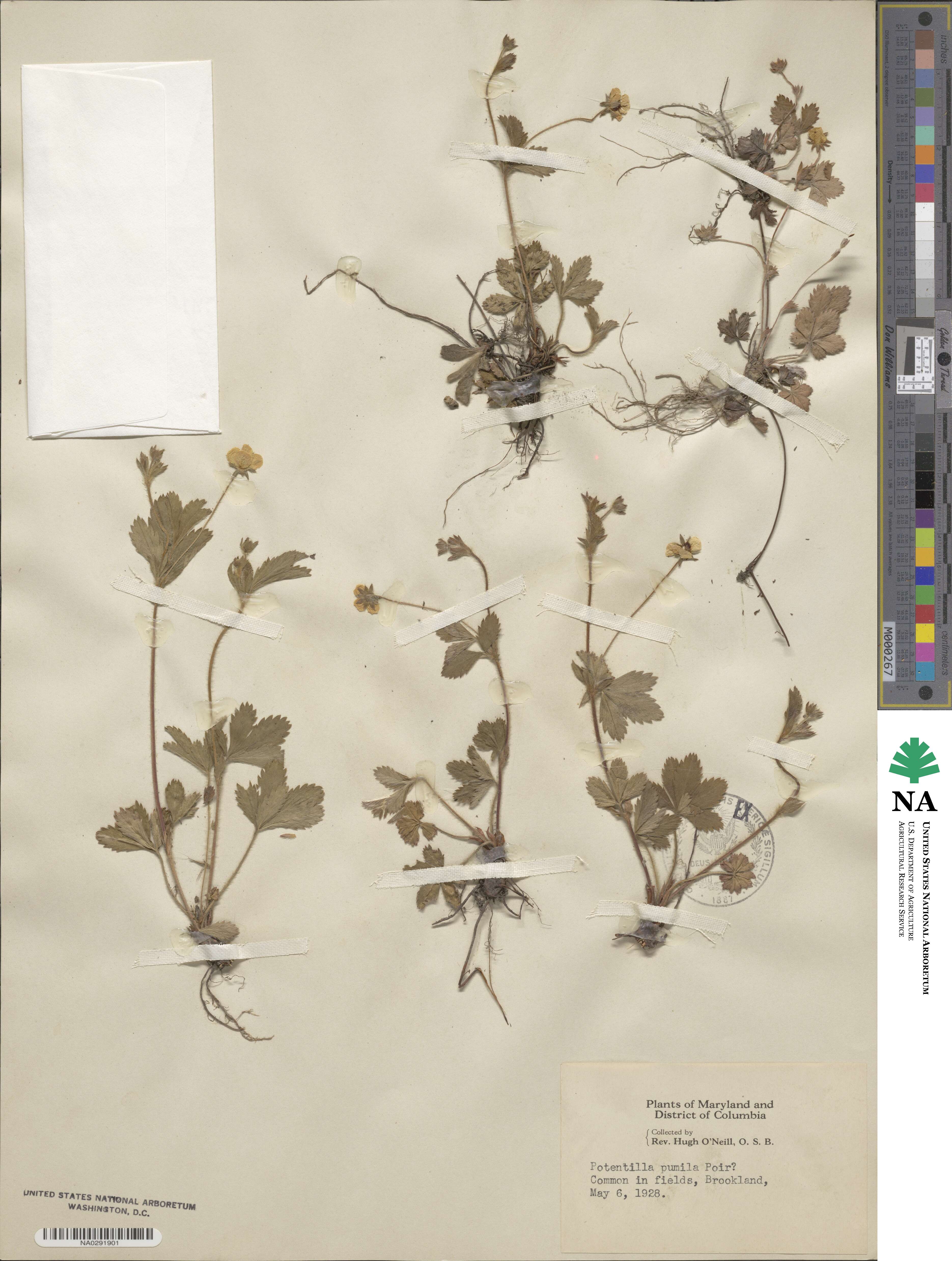 Potentilla canadensis image