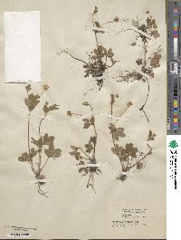 Potentilla canadensis image