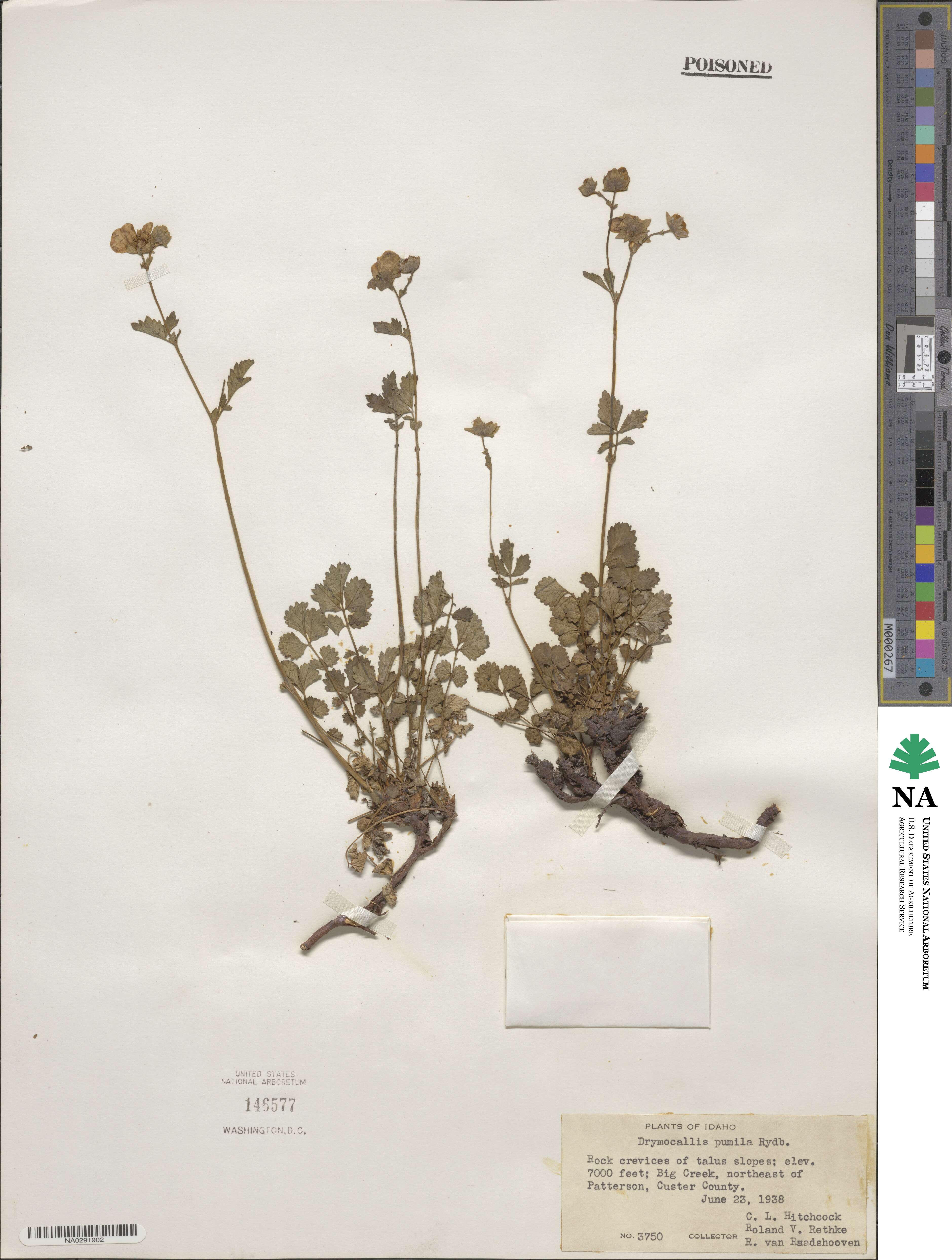 Potentilla canadensis image