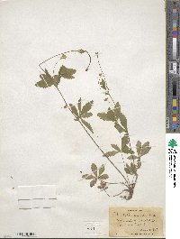 Potentilla canadensis image