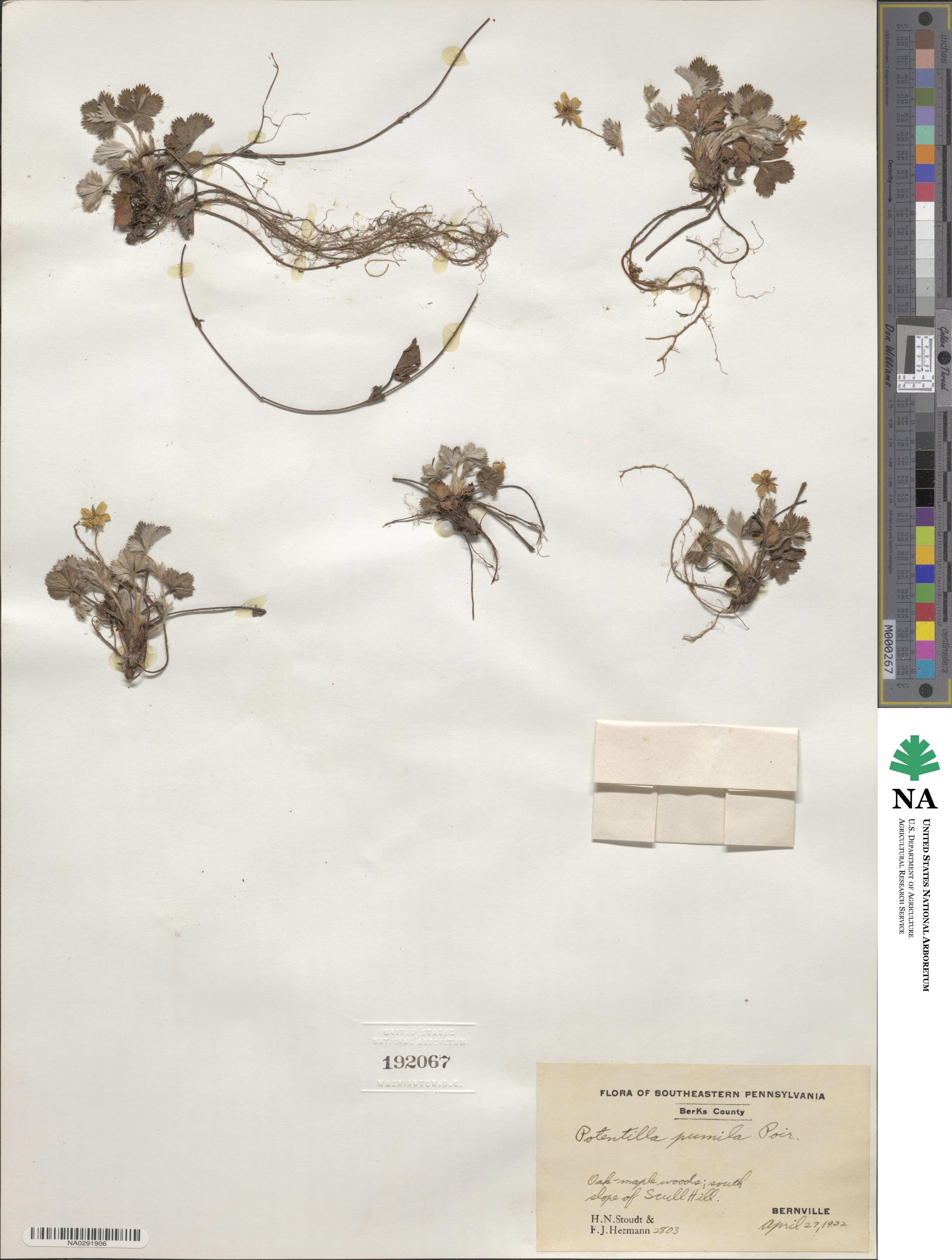Potentilla canadensis image