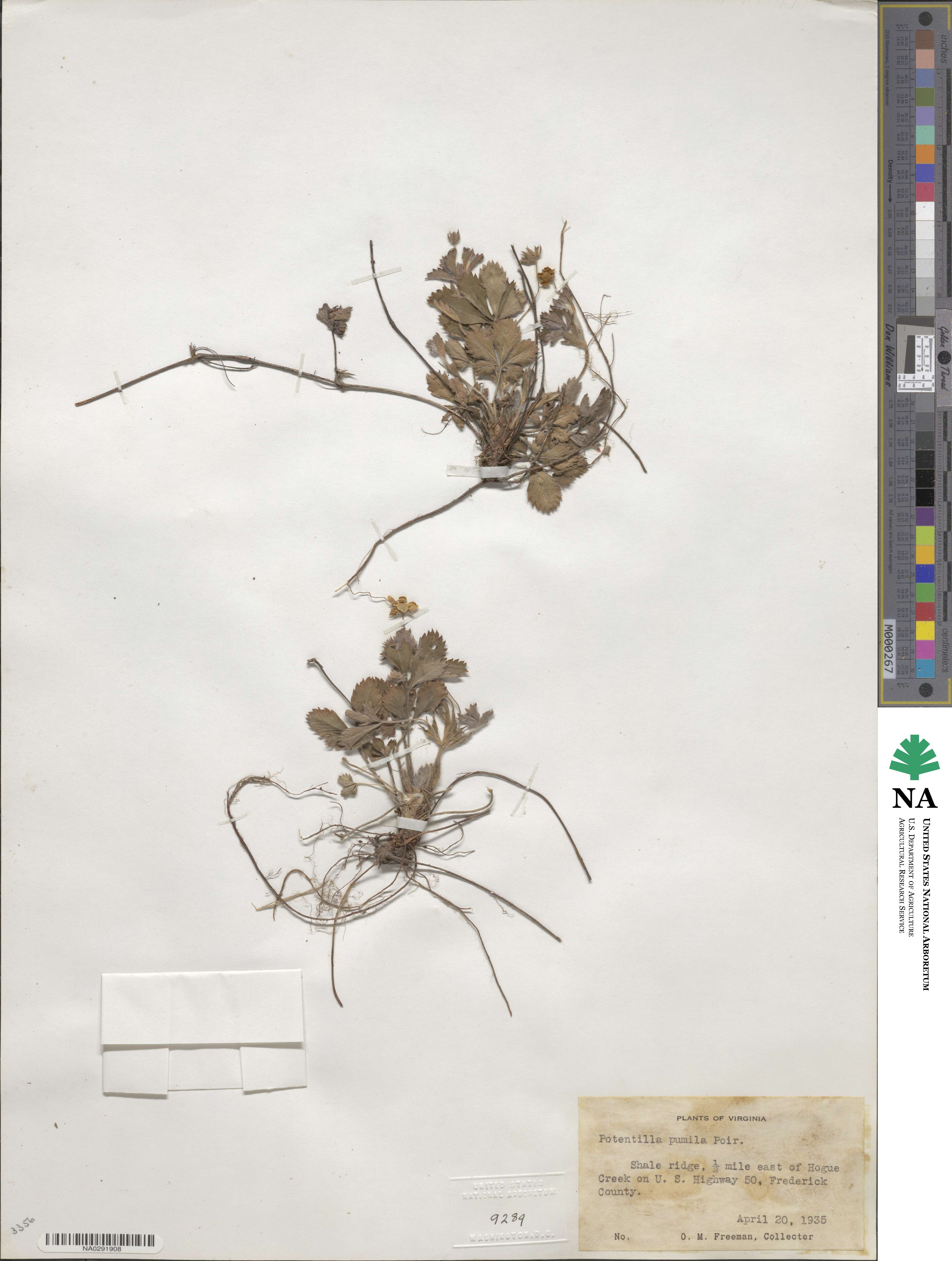 Potentilla canadensis image