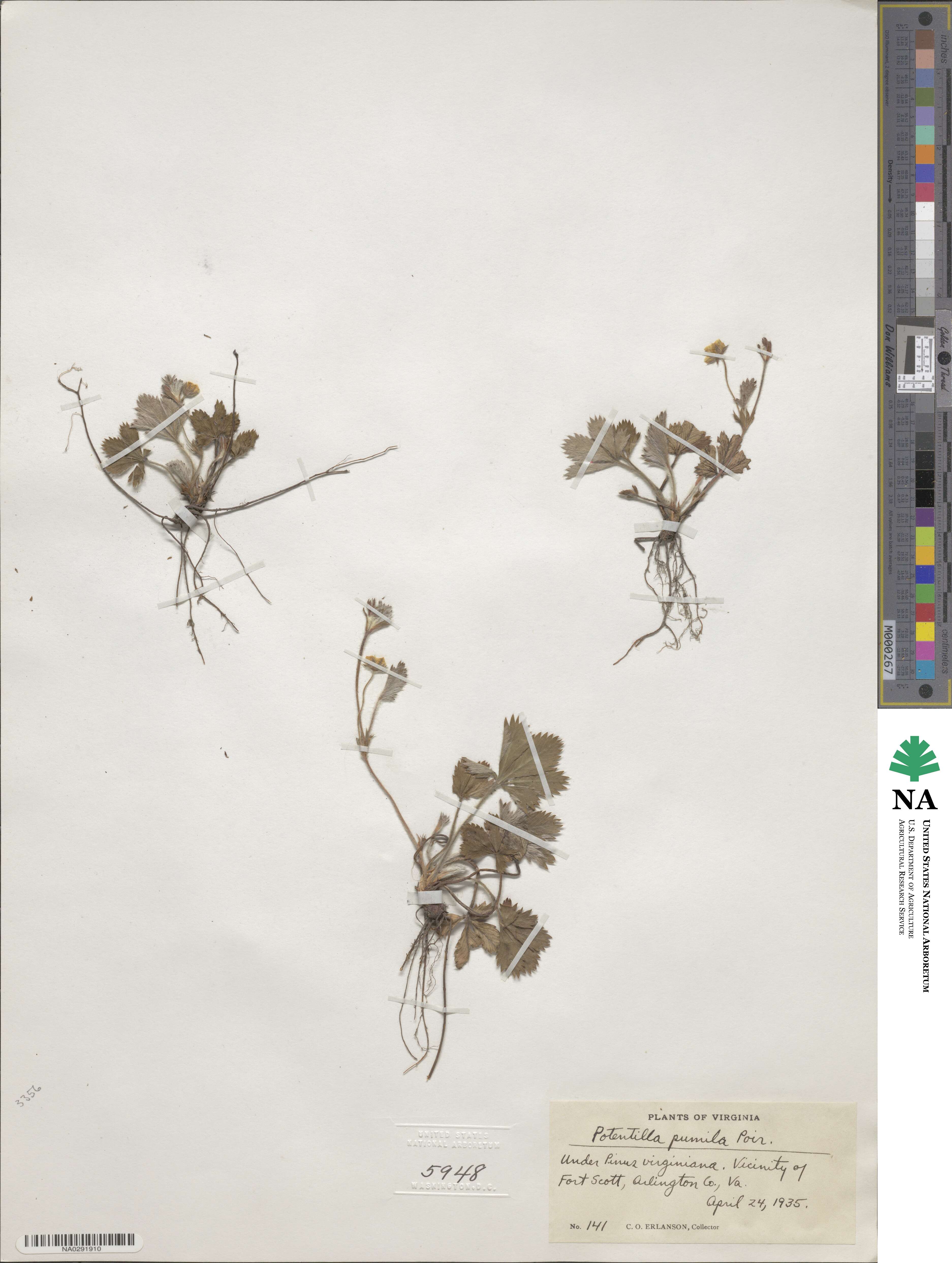 Potentilla canadensis image