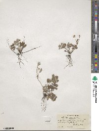 Potentilla canadensis image