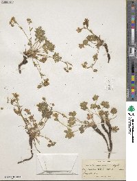 Potentilla subviscosa var. ramulosa image