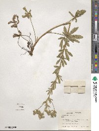 Potentilla recta image