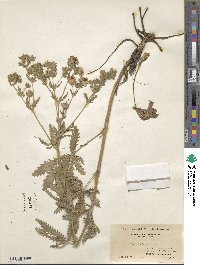 Potentilla recta image