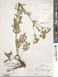 Potentilla recta image