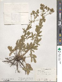 Potentilla recta image