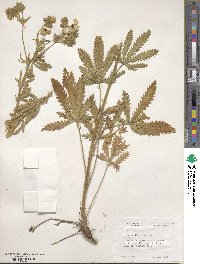 Potentilla recta image