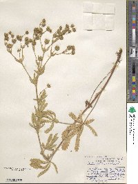 Potentilla recta image