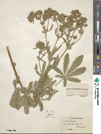 Potentilla recta image