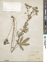 Potentilla recta image