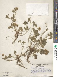 Potentilla reptans image