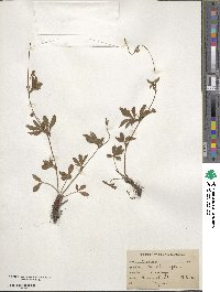 Potentilla reptans image