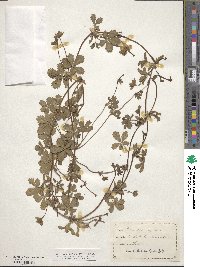 Potentilla reptans image