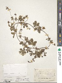 Potentilla reptans image