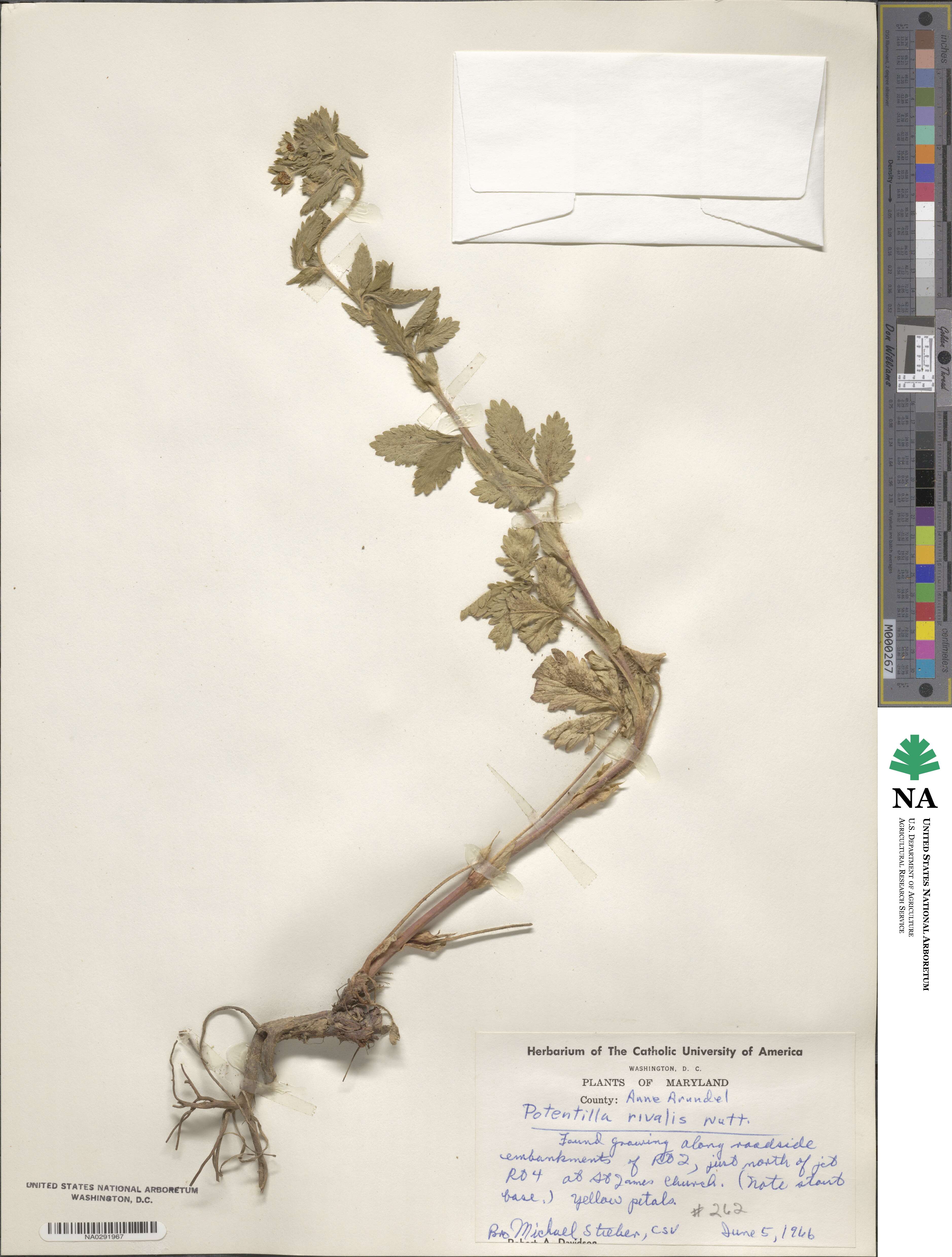 Potentilla rivalis image