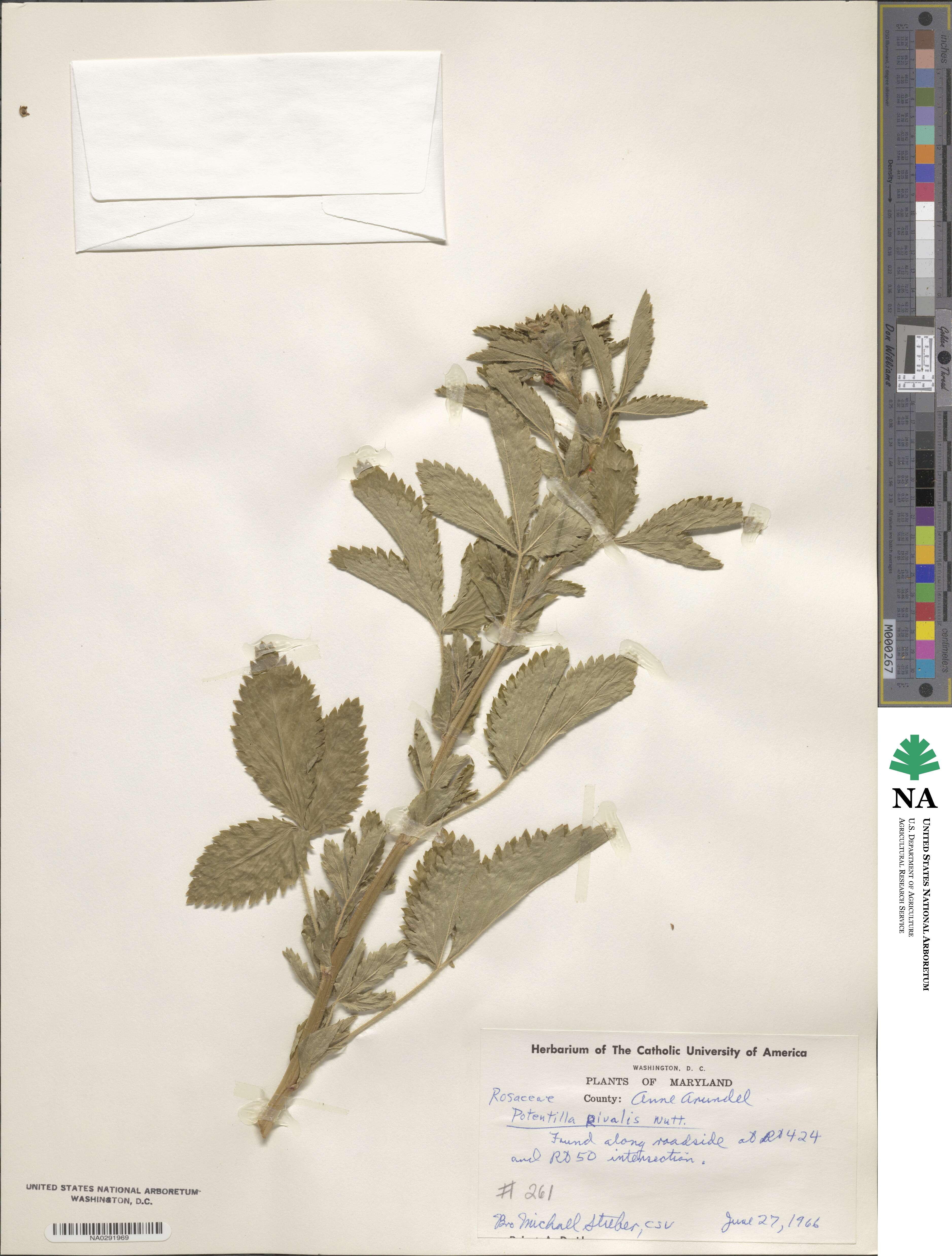 Potentilla rivalis image