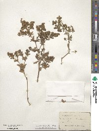 Potentilla rivalis image